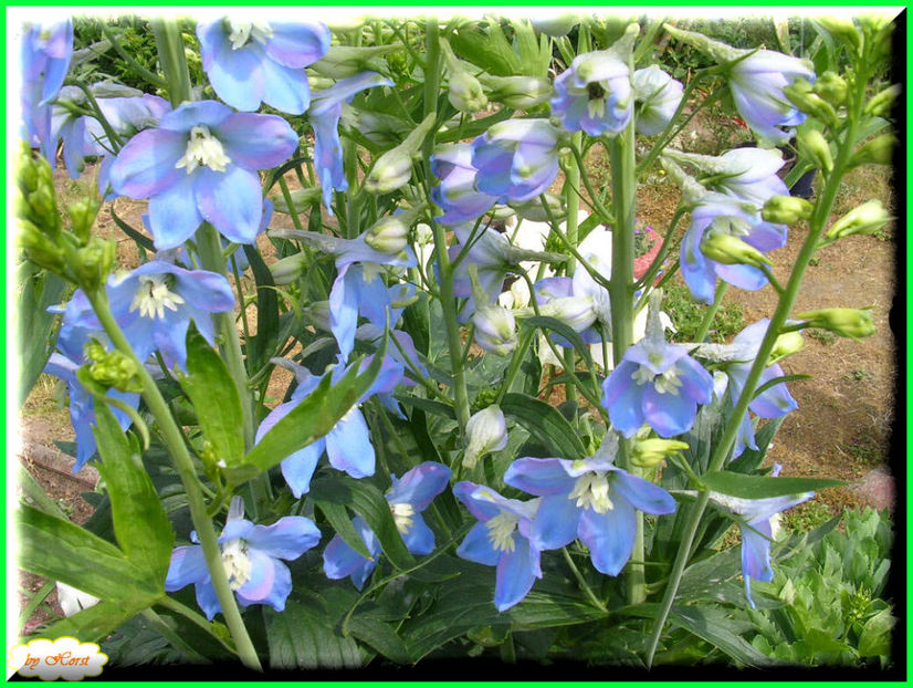 2011.05.25 - Flori 2011 - 1