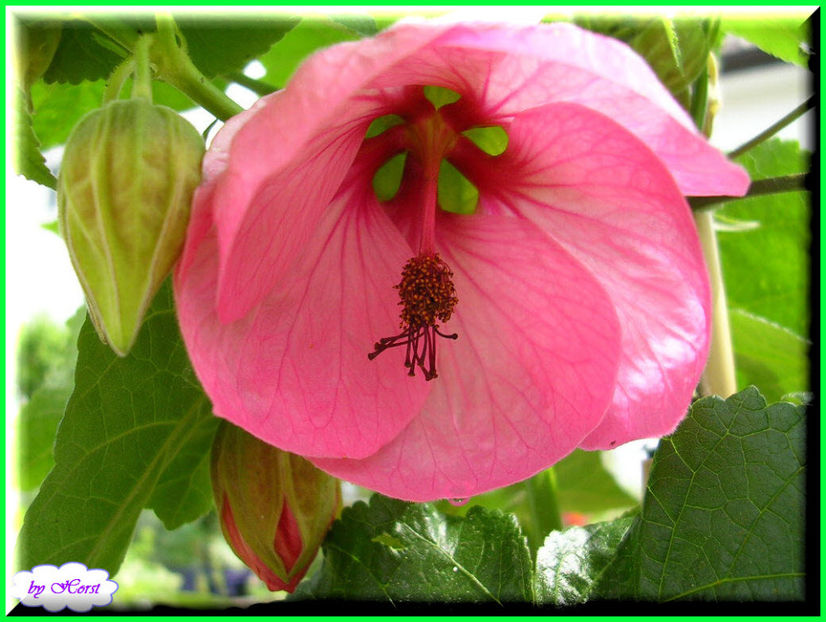 2011.05.25 - Flori 2011 - 1