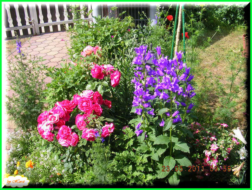 2011.05.25 - Flori 2011 - 1