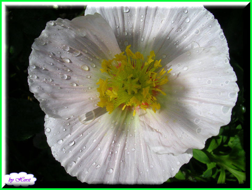 2011.05.25 - Flori 2011 - 1