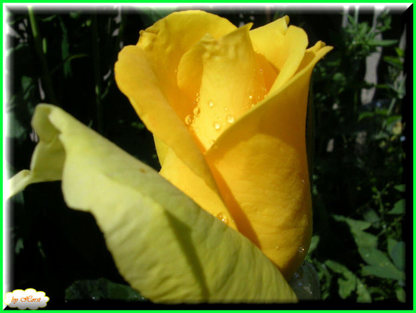 2011.05.25 - Flori 2011 - 1