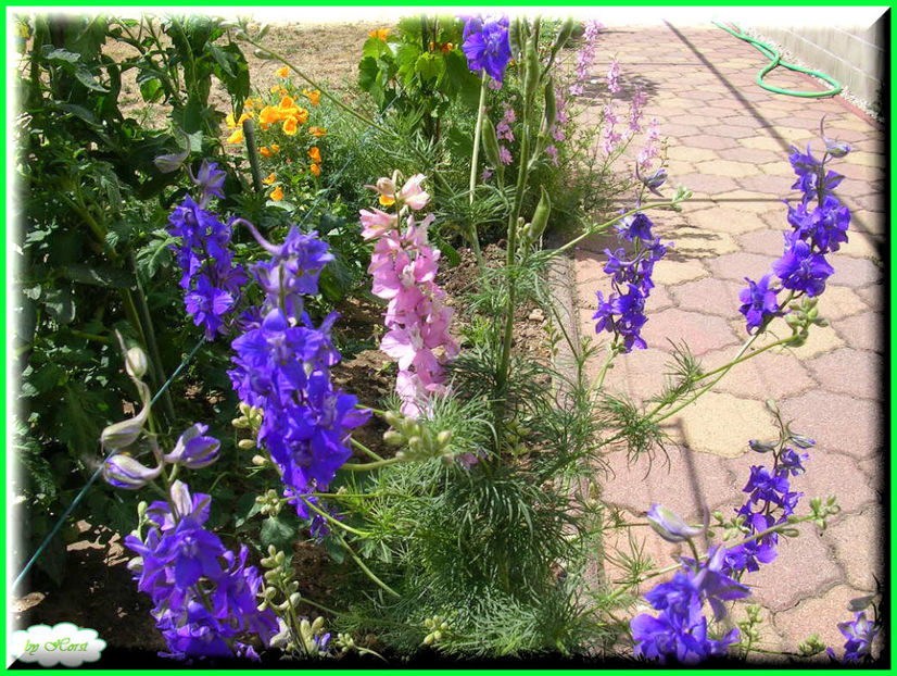 2011.05.28 - Flori 2011 - 1