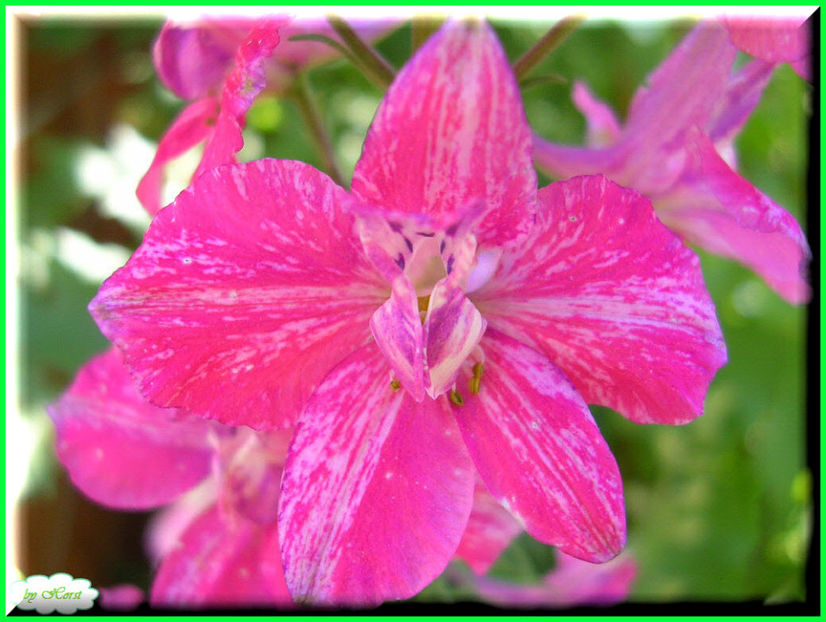 2011.05.28 - Flori 2011 - 1