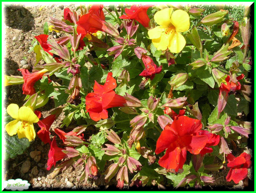 2011.05.28 - Flori 2011 - 1