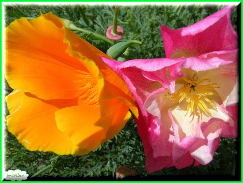 2011.05.28 - Flori 2011 - 1