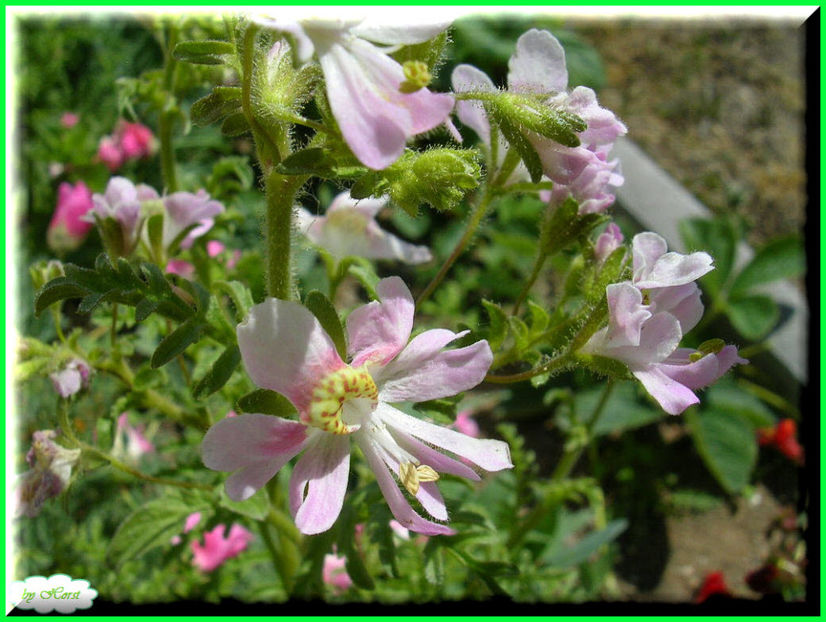 2011.05.28 - Flori 2011 - 1