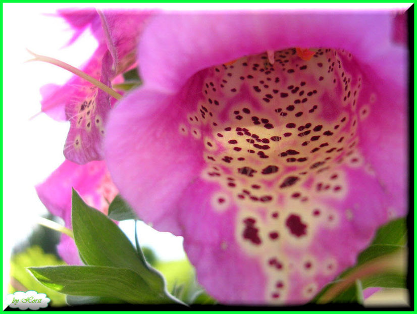 2011.05.28 - Flori 2011 - 1