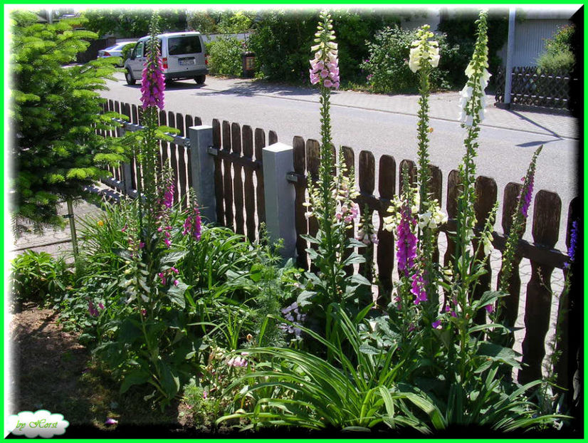 2011.05.28 - Flori 2011 - 1