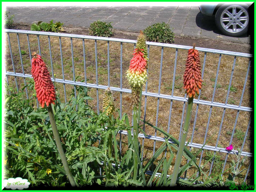 2011.05.28 - Flori 2011 - 1