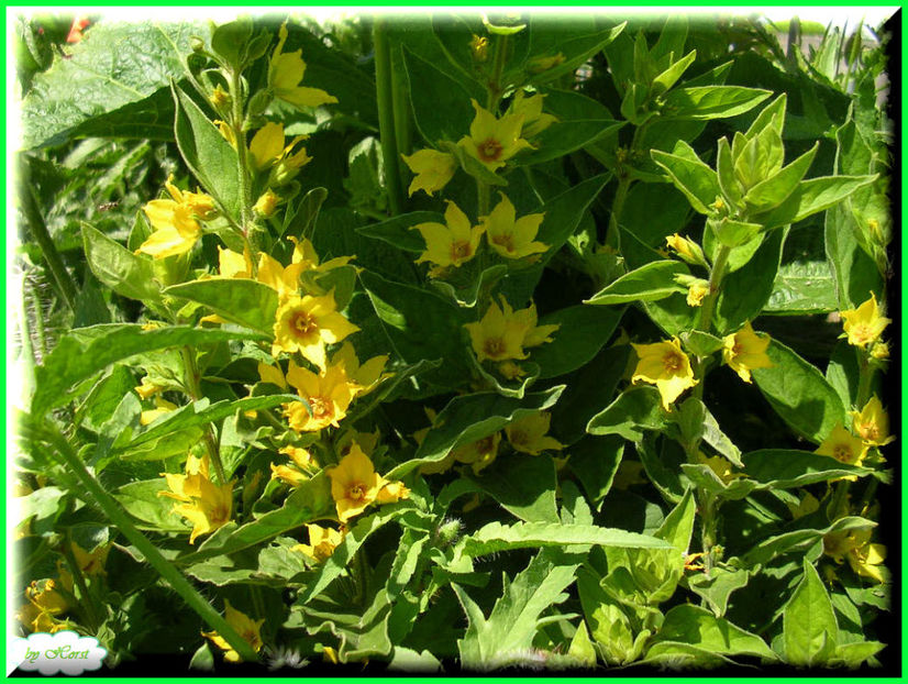 2011.05.28 - Flori 2011 - 1