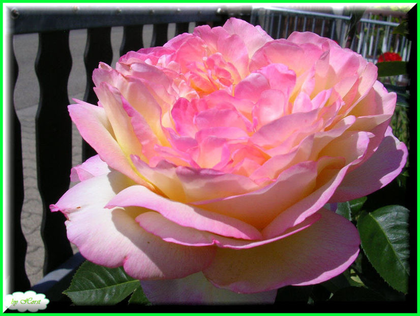 2011.05.28 - Flori 2011 - 1