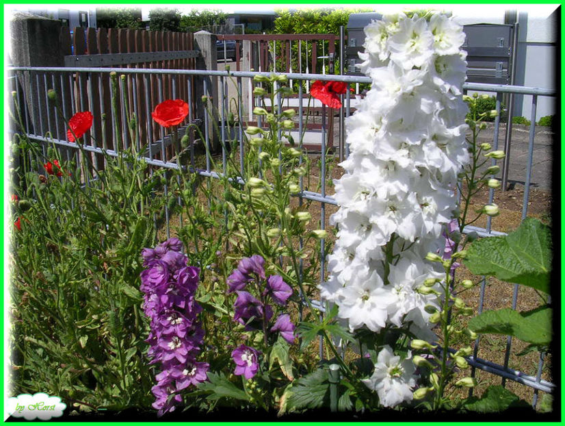 2011.05.28 - Flori 2011 - 1