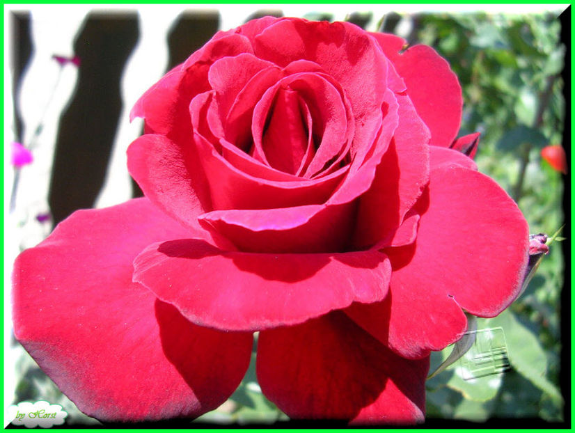 2011.05.28 - Flori 2011 - 1