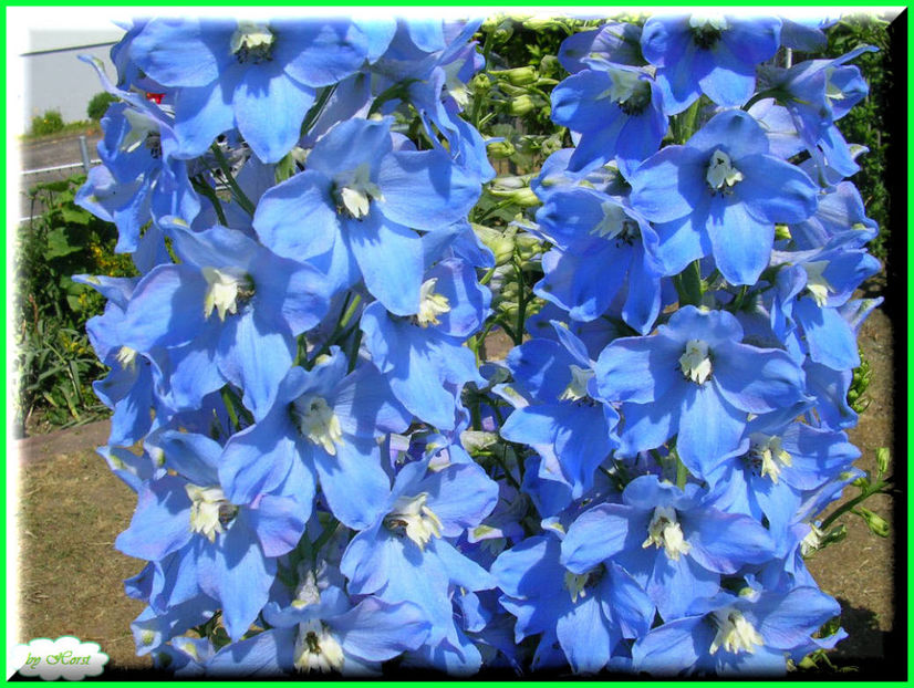 2011.05.28 - Flori 2011 - 1