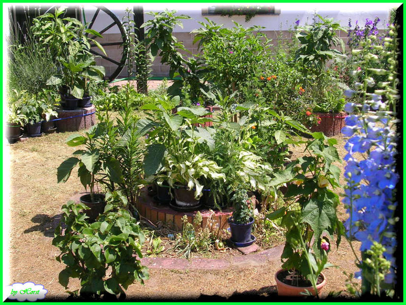 2011.05.28 - Flori 2011 - 1