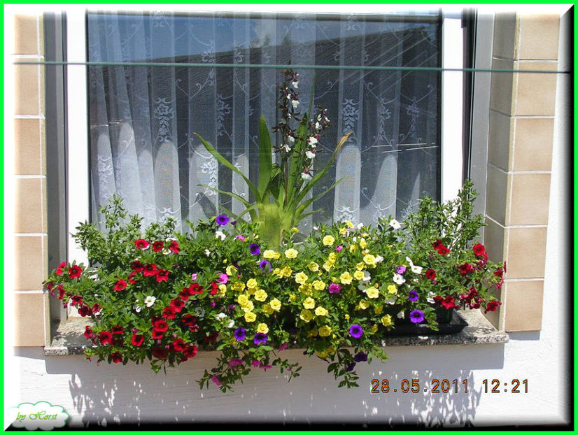 2011.05.28 - Flori 2011 - 1