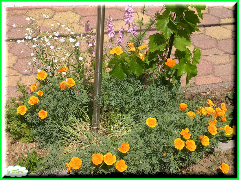 2011.05.28 - Flori 2011 - 1