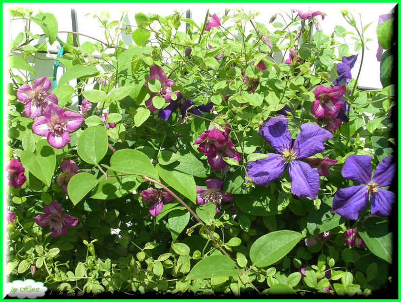 2011.05.28 - Flori 2011 - 1