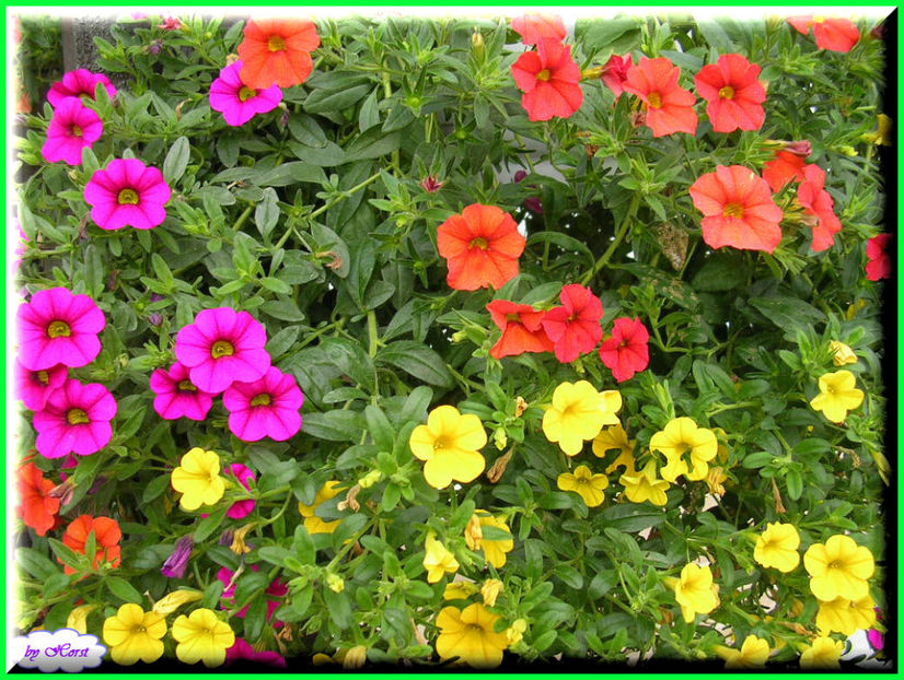 2011.06.07 - Flori 2011 - 1