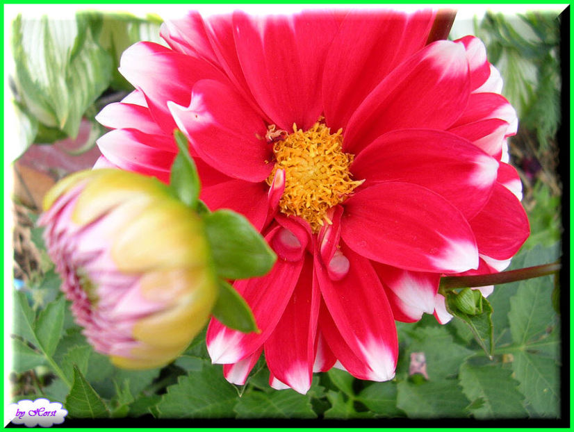 2011.06.07 - Flori 2011 - 1