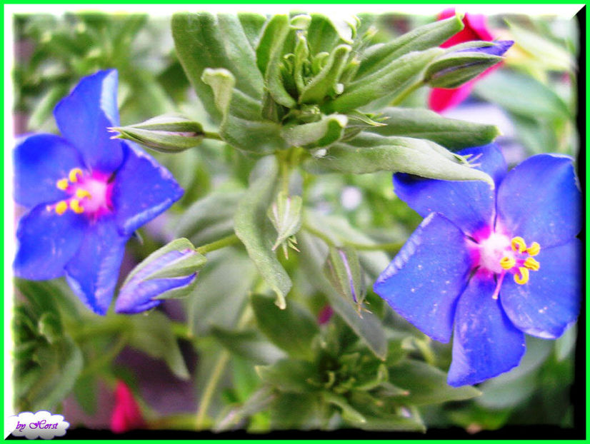 2011.06.07 - Flori 2011 - 1