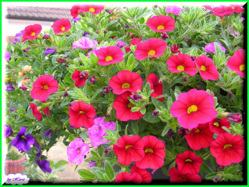 2011.06.07 - Flori 2011 - 1