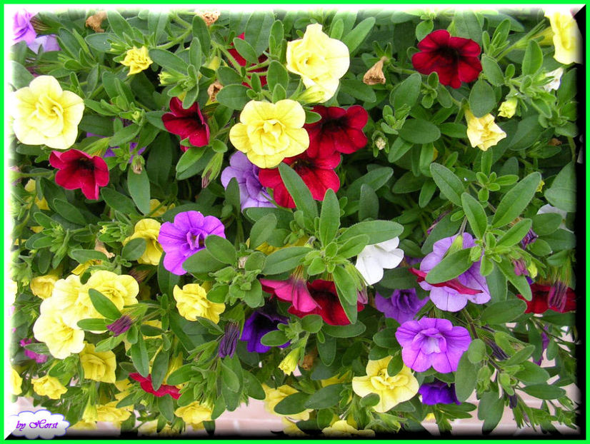 2011.06.07 - Flori 2011 - 1