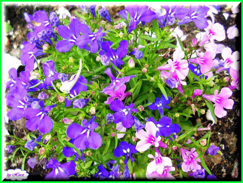 2011.06.07 - Flori 2011 - 1