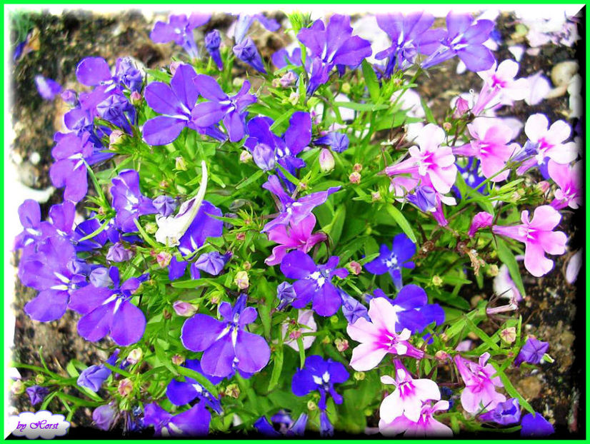 2011.06.07 - Flori 2011 - 1