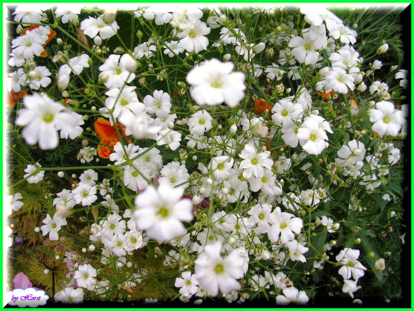 2011.06.07 - Flori 2011 - 1