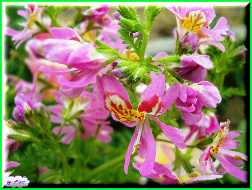 2011.06.07 - Flori 2011 - 1