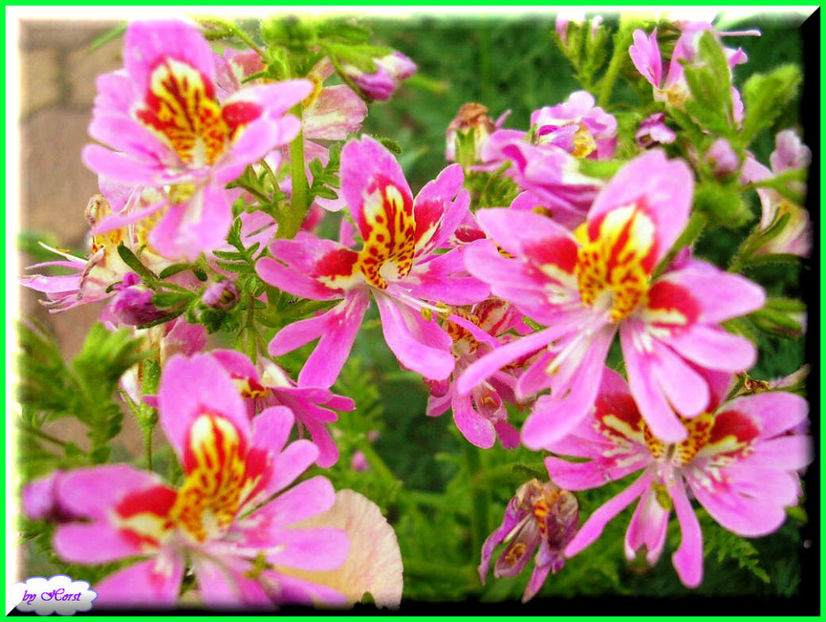 2011.06.07 - Flori 2011 - 1