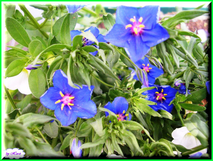 2011.06.07 - Flori 2011 - 1