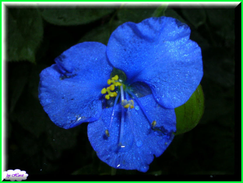 2011.06.07 - Flori 2011 - 1