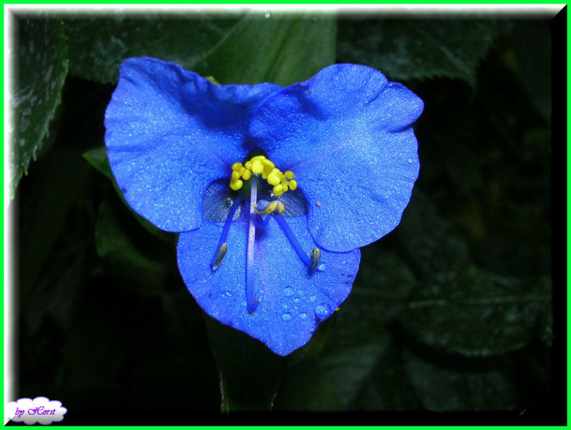 2011.06.07 - Flori 2011 - 1