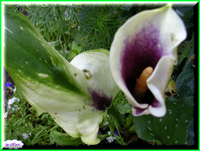 2011.06.07 - Flori 2011 - 1