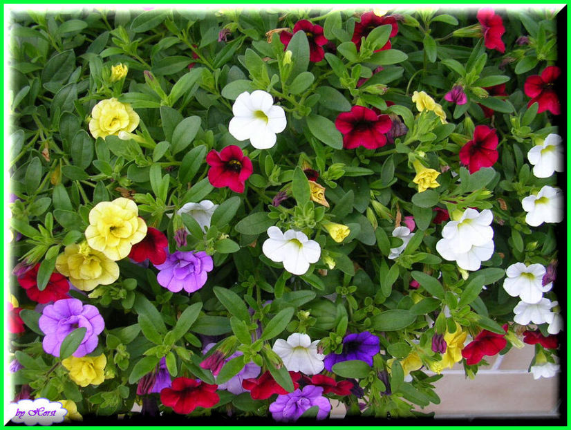 2011.06.07 - Flori 2011 - 1