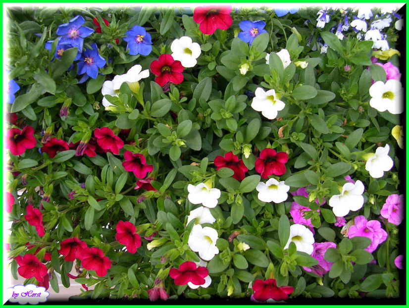 2011.06.07 - Flori 2011 - 1