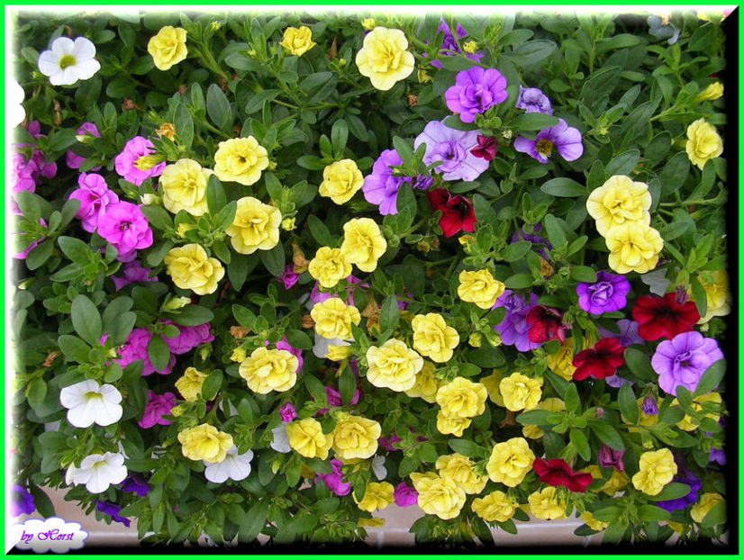 2011.06.07 - Flori 2011 - 1