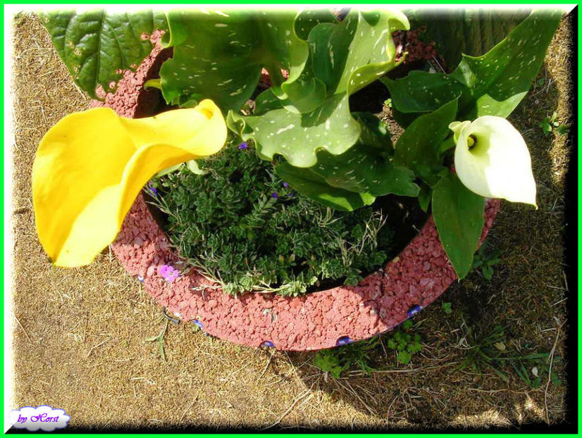 2011.06.07 - Flori 2011 - 1