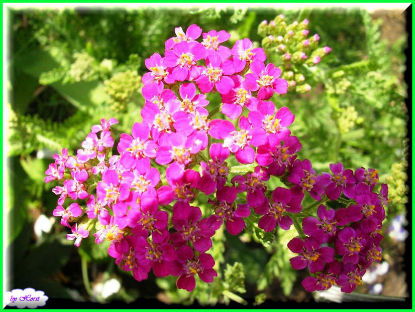 2011.06.07 - Flori 2011 - 1