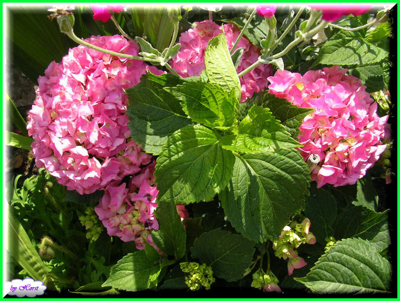 2011.06.07 - Flori 2011 - 1