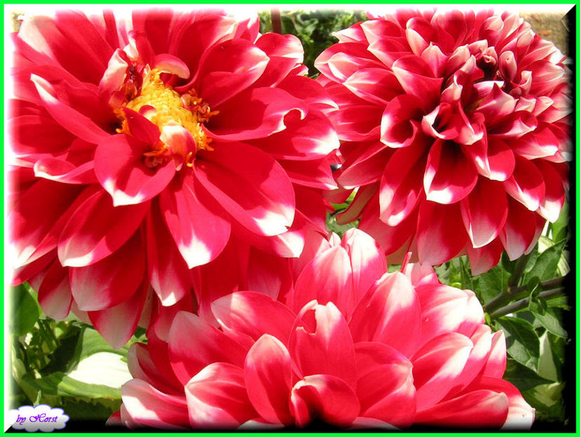 2011.06.07 - Flori 2011 - 1