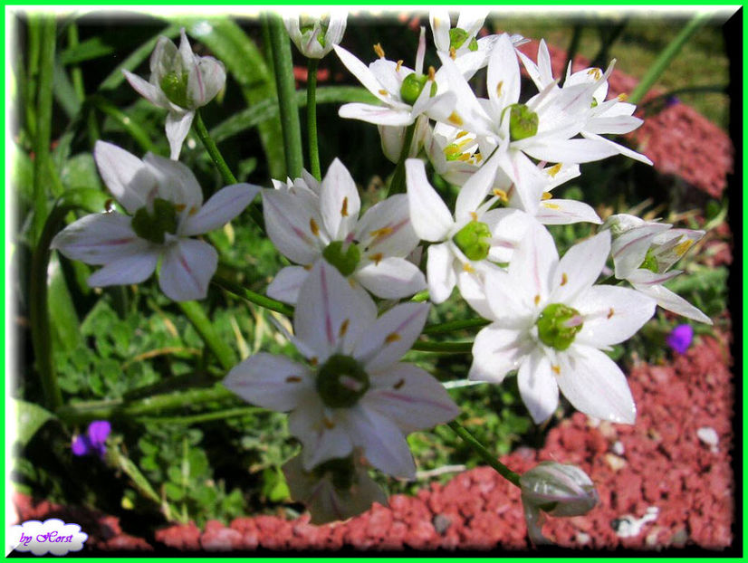 2011.06.07 - Flori 2011 - 1