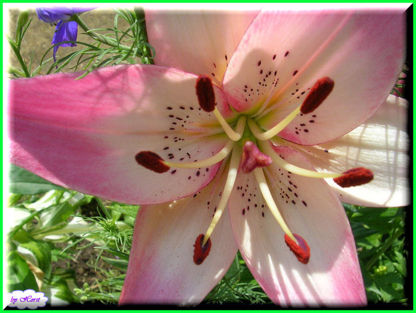 2011.06.07 - Flori 2011 - 1