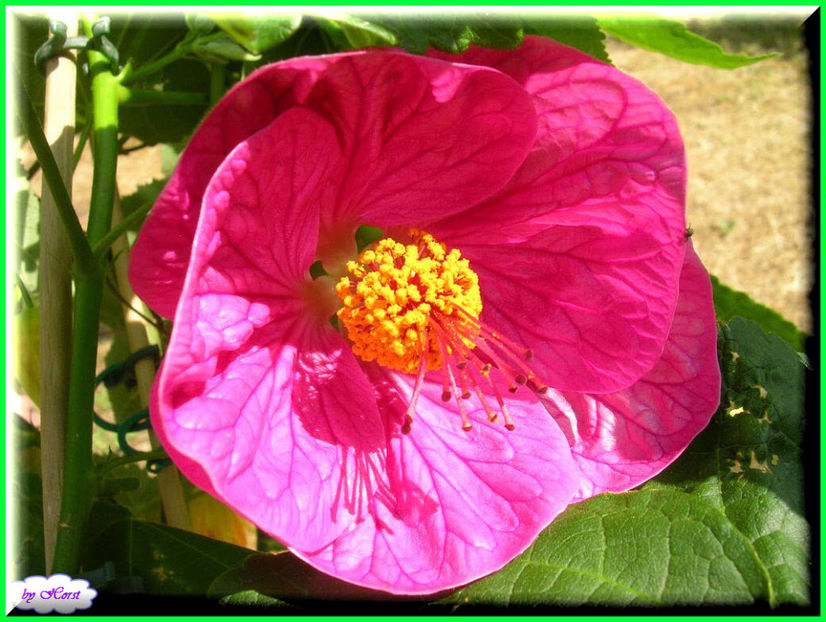 2011.06.07 - Flori 2011 - 1