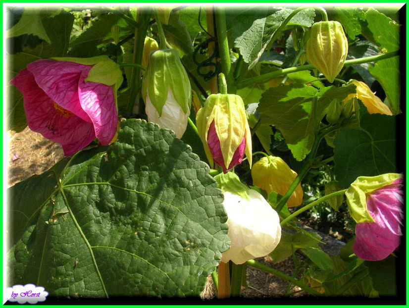 2011.06.07 - Flori 2011 - 1