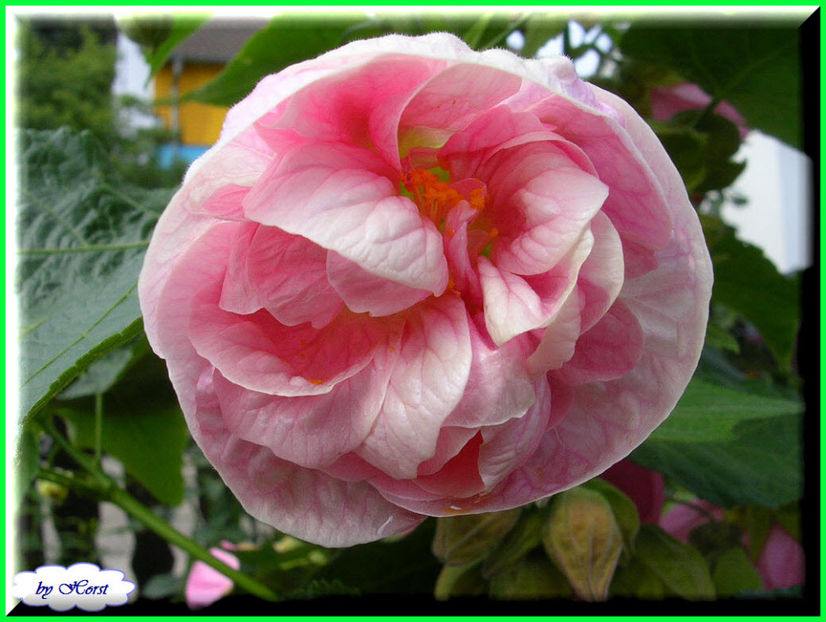 2011.06.09 - Flori 2011 - 1