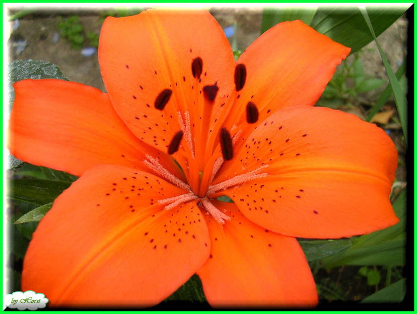 2011.06.09 - Flori 2011 - 1