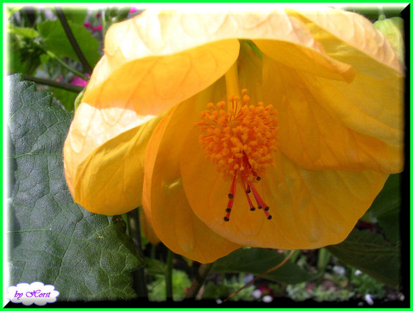 2011.06.09 - Flori 2011 - 1